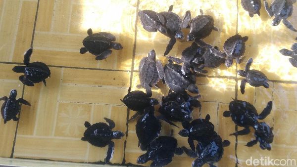 Foto: Wah, Ada Tempat Penangkaran Penyu di Lombok!