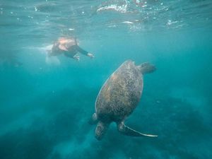 Menari Bersama Penyu di Derawan Menari Bersama Penyu di Derawan