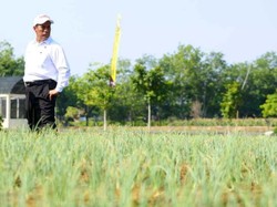 Mentan Amran Target RI Bisa Swasembada Beras 2 Tahun Lagi