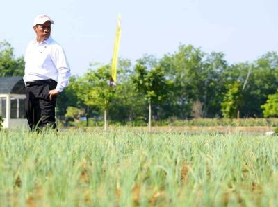 Ini Penampakan Lahan Rawa untuk Pertanian di Kalsel