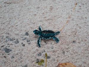 Bertemu Anak Penyu di Pantai Pulau Sangalaki