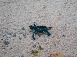 Bertemu Anak Penyu di Pantai Pulau Sangalaki
