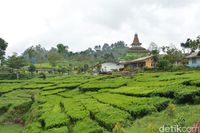 Wisata Kampung Bunga yang Cantik & Sejuk di Probolinggo