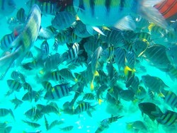 Pulau Rubiah, Surganya Ikan!