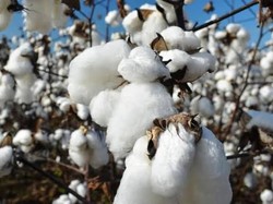 AS Anggap RI Negara Maju, Hubungan Bisnis Kapas Terganggu?