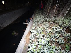 Razia Skala Besar di Surabaya, Pelanggar Ada yang Tercebur Selokan