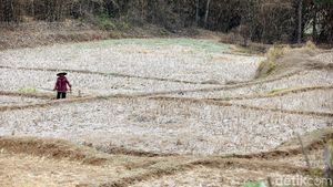 Potret Kekeringan Lahan Pertanian di Cikarang