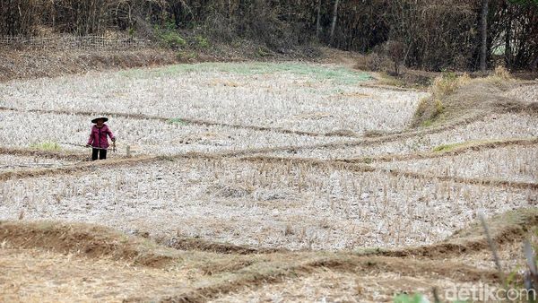 Potret Kekeringan Lahan Pertanian di Cikarang
