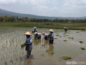 Kepala BPS: Oktober-Desember Biasanya Produksi Beras Menurun