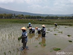 Kepala BPS: Oktober-Desember Biasanya Produksi Beras Menurun