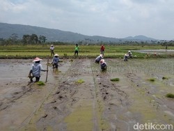 Kementan Pastikan Bantuan Benih Padi untuk Petani Indramayu
