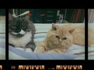 Coba Nih, Deretan Aplikasi Gratis untuk Konten ala Selebgram