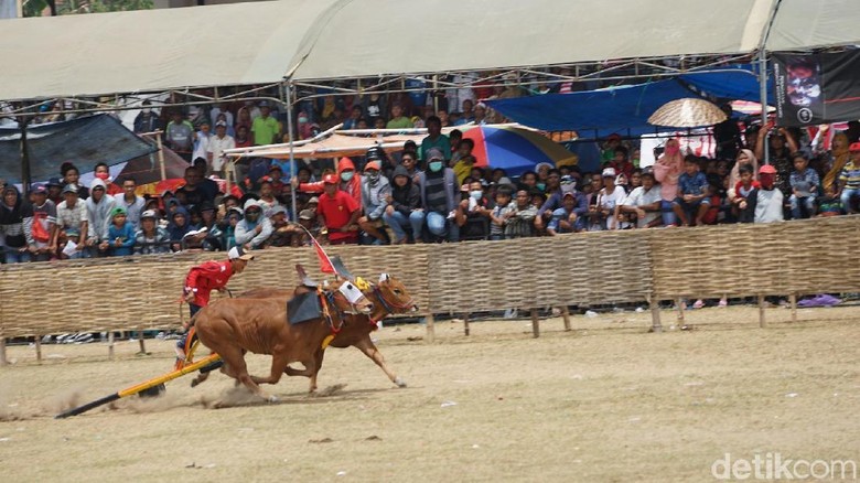 Karapan Sapi Madura (dok Istimewa)