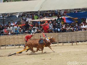 Rebut Piala Presiden, Begini Serunya Karapan Sapi di Madura