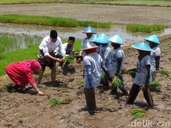 Serunya Melihat 40 Grup Emak-emak Jateng Lomba Tanam Padi