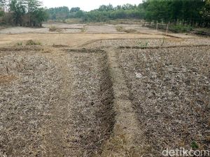 4 Kabupaten di NTT Alami Kekeringan Ekstrem