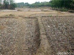 4 Kabupaten di NTT Alami Kekeringan Ekstrem