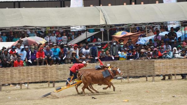 Foto: Karapan Sapi Madura yang Seru Banget
