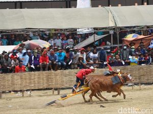 Foto: Karapan Sapi Madura yang Seru Banget
