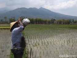 Kementan Klaim Program Pertanian Sukses, Ini Indikatornya