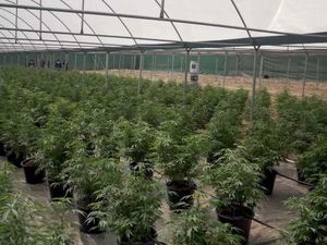Polisi Temukan Kebun Ganja Besar Bernilai Rp 100 M di Australia Barat