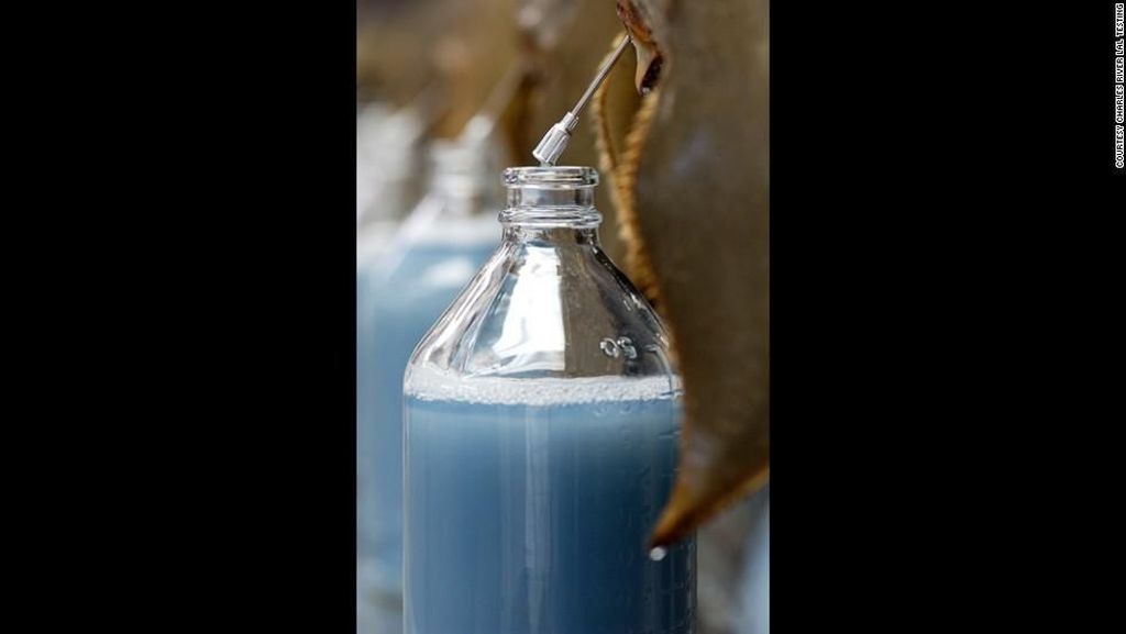 Darah Biru Belangkas yang Selamatkan Jutaan Nyawa Manusia Darah Biru Belangkas yang Selamatkan Jutaan Nyawa Manusia