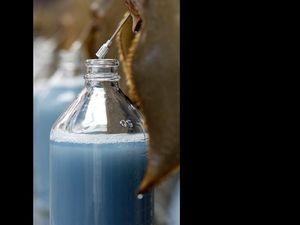 Darah Biru Belangkas yang Selamatkan Jutaan Nyawa Manusia