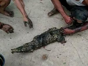 Anak Buaya di Kali Pacit Cirebon Hebohkan Warga