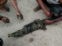 Anak Buaya di Kali Pacit Cirebon Hebohkan Warga