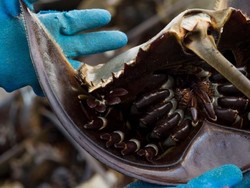 6 Hewan Purba yang Masih Hidup di Indonesia, Ada Satwa Berdarah Biru