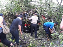 Pohon Beringin Tumbang Menimpa Mobil di Depan Sriwedari Solo