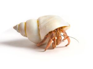 Makanan Kelomang Serta Tips Memberi Makannya Makanan Kelomang Serta Tips Memberi Makannya