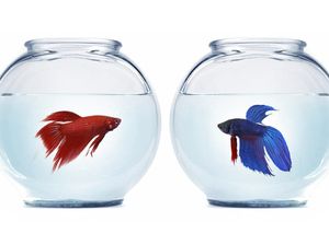 Pakai Ikan Cupang, Cara Warga Pacitan Basmi Jentik Nyamuk Pakai Ikan Cupang, Cara Warga Pacitan Basmi Jentik Nyamuk