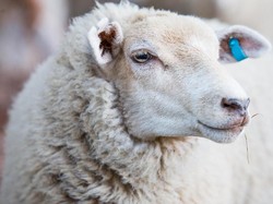 Dari Rambut hingga Keringat Domba, Benda Aneh yang Masuk Dalam Makanan