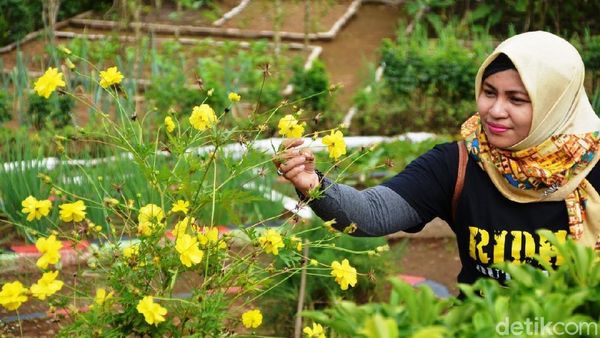 Foto: Kampung Bunga Probolinggo yang Cantik & Sejuk
