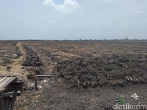 Kekeringan, Petani-petani di Demak Ini Setop Bercocok Tanam