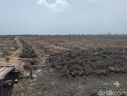 Kekeringan, Petani-petani di Demak Ini Setop Bercocok Tanam