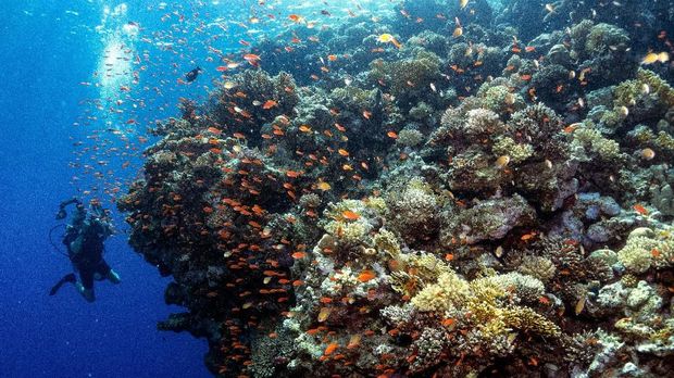 A diver photographs golden anthias (Pseudanthias aurulentus) on a coral reef in the Egyptian Red Sea marine reserve of Ras Mohamed, off the southern tip of the Sinai peninsula, on September 4, 2018. (Photo by EMILY IRVING-SWIFT / AFP)