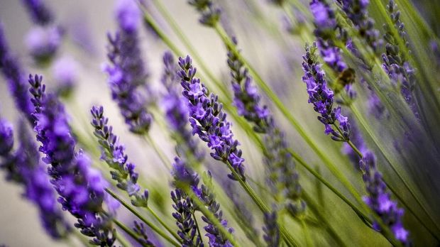 Close Up of Beautiful Lavender blooming in early summer on a sunny day with soft background bokeh