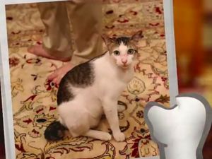 Timses Tepis Bobby The Cat Jadi Bahan Kampanye Pilpres Prabowo