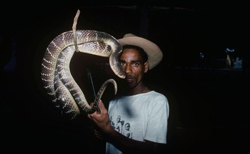 3 Negara dengan Spesies Ular Terbanyak di Dunia, Indonesia Termasuk?