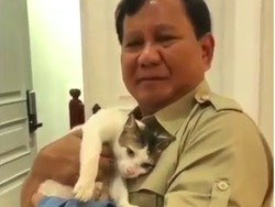 Prabowo Punya 3 Kitten Baru, Bobby The Cat ke Mana?