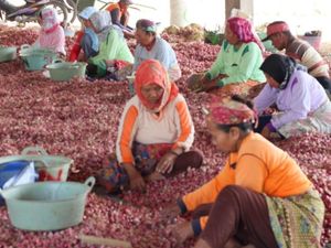 Panen Berkurang, Harga Bawang Merah Mulai Merangkak Naik