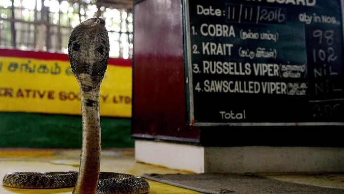 Suku Pemburu Ular Kobra di India Suku Pemburu Ular Kobra di India