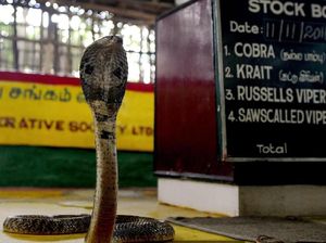 Di Desa Ini, Manusia Hidup Berdampingan dengan Ular Kobra