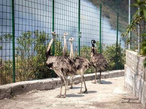 Kebakaran Hutan, Ratusan Hewan di Kebun Binatang Ekuador Dievakuasi