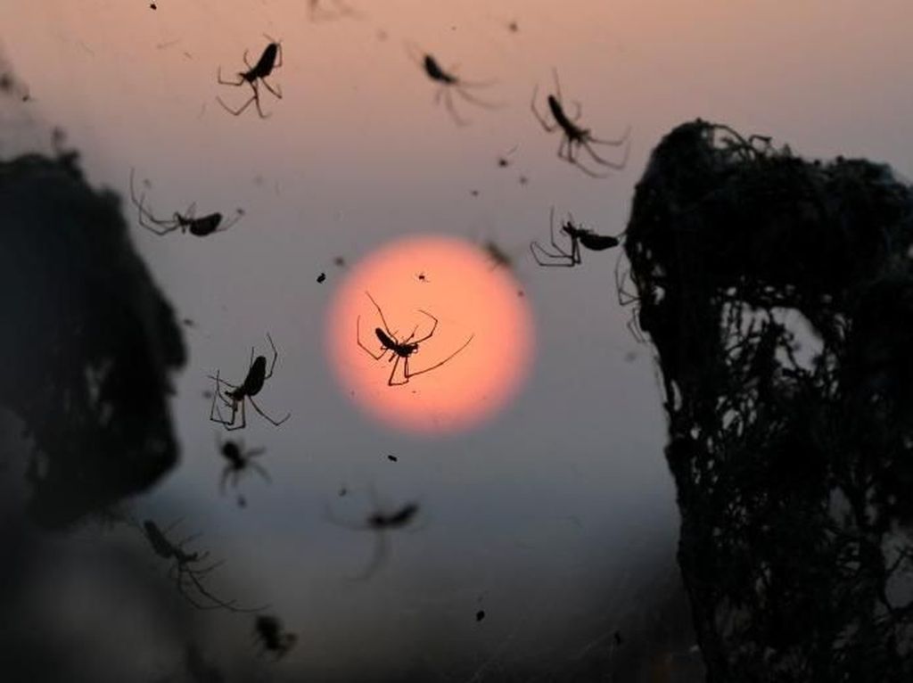 Kisah Nabi Muhammad Ditolong Laba-laba & Burung Merpati di Gua Tsur