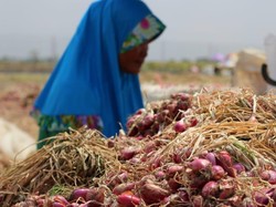 10 Manfaat Bawang Merah bagi Kesehatan Tubuh