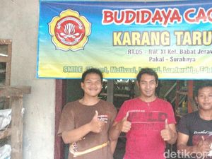 Geli-geli Seru, Karang Taruna Surabaya Budidaya Cacing Beromzet Jutaan