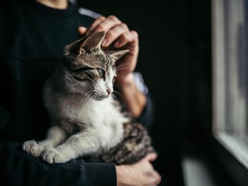 Dicari! Kos Ramah Kucing